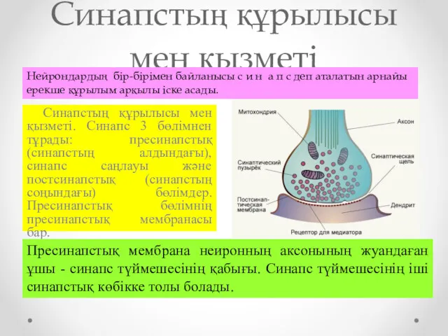 Синапстың құрылысы мен қызметі Синапстың құрылысы мен қызметі. Синапс 3