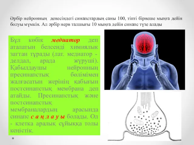 Бұл көбік медиатор деп аталатын белсенді химиялык заттан тұрады (лат. медиатор - делдал,