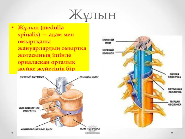 Жұлын Жұлын (medulla spіnalіs) — адам мен омыртқалы жануарлардың омыртқа жотасының ішінде орналасқан