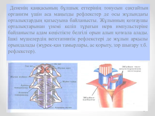 Дененің қаңқасының бұлшық еттерінің тонусын сақтайтын организм үшін аса маңызды