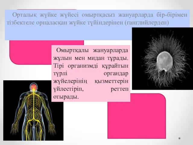 Орталық жүйке жүйесі омыртқасыз жануарларда бір-бірімен тізбектеле орналасқан жүйке түйіндерінен (ганглийлерден) Омыртқалы жануарларда