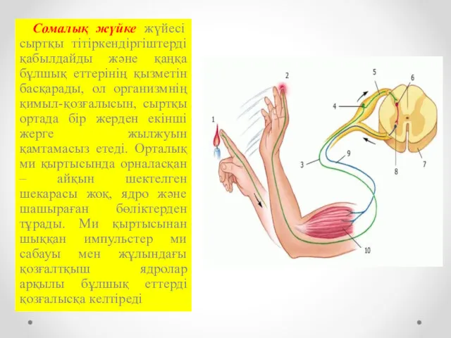 Сомалық жүйке жүйесі сыртқы тітіркендіргіштерді қабылдайды және қаңқа бұлшық еттерінің