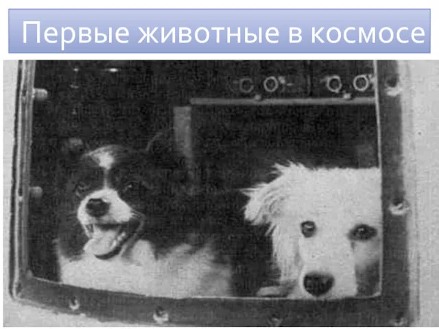 Первая ракета с собаками-космонавтами стартовала 22 июля 1951 года. В полет отправились два
