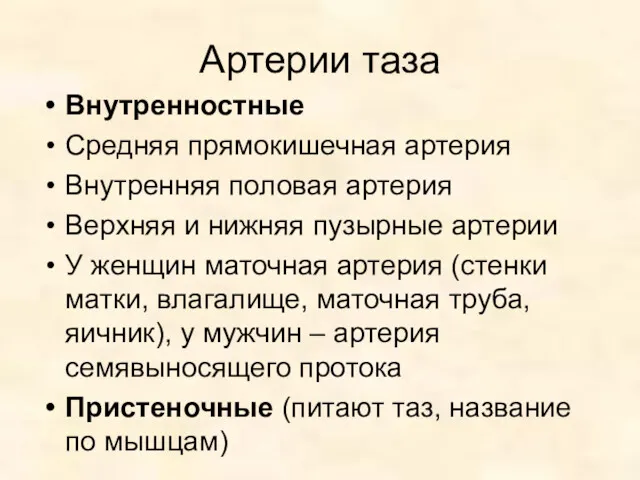 Артерии таза Внутренностные Средняя прямокишечная артерия Внутренняя половая артерия Верхняя