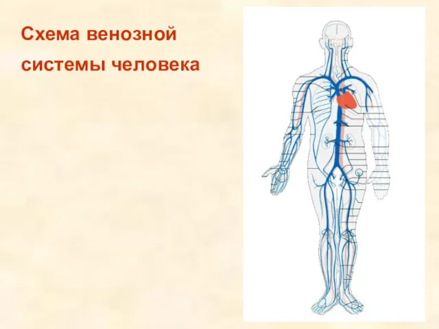Схема венозной системы человека