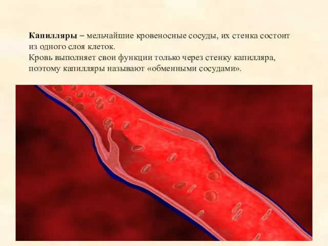 Капилляры – мельчайшие кровеносные сосуды, их стенка состоит из одного