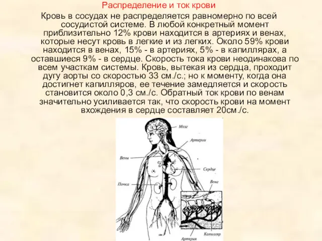 Распределение и ток крови Кровь в сосудах не распределяется равномерно