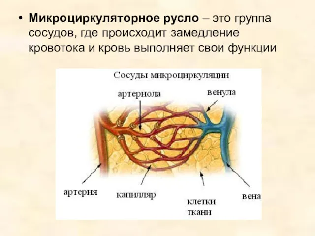 Микроциркуляторное русло – это группа сосудов, где происходит замедление кровотока и кровь выполняет свои функции