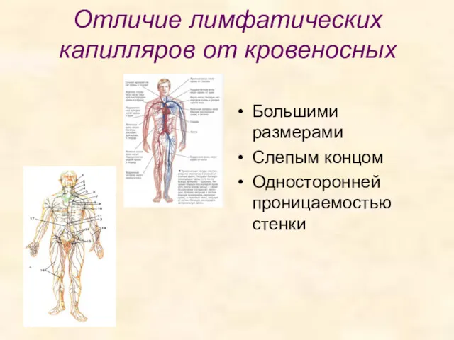 Отличие лимфатических капилляров от кровеносных Большими размерами Слепым концом Односторонней проницаемостью стенки