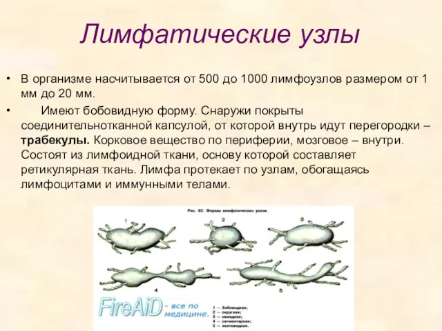 Лимфатические узлы В организме насчитывается от 500 до 1000 лимфоузлов
