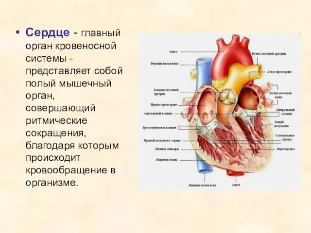 Сердце - главный орган кровеносной системы - представляет собой полый