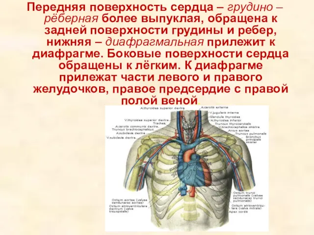 Передняя поверхность сердца – грудино – рёберная более выпуклая, обращена