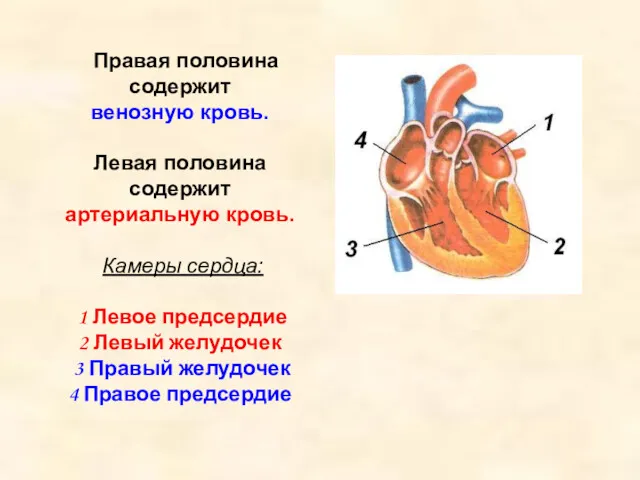 Правая половина содержит венозную кровь. Левая половина содержит артериальную кровь.