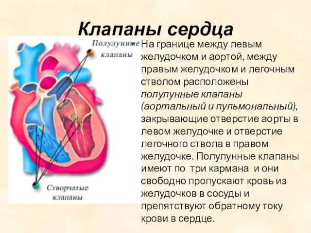 Клапаны сердца На границе между левым желудочком и аортой, между