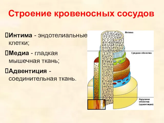 Строение кровеносных сосудов Интима - эндотелиальные клетки; Медиа - гладкая мышечная ткань; Адвентиция - соединительная ткань.