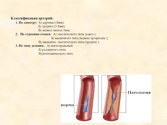 Классификация артерий: 1. По диметру: А) крупные (8мм); Б) средние
