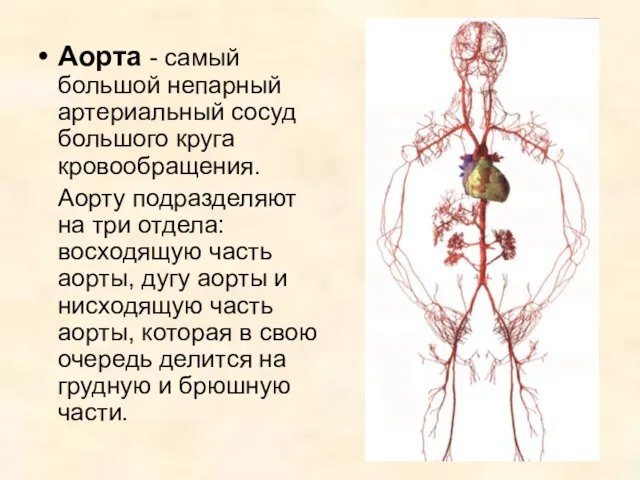 Аорта - самый большой непарный артериальный сосуд большого круга кровообращения.