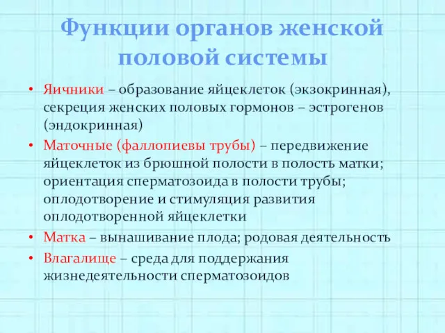 Функции органов женской половой системы Яичники – образование яйцеклеток (экзокринная),