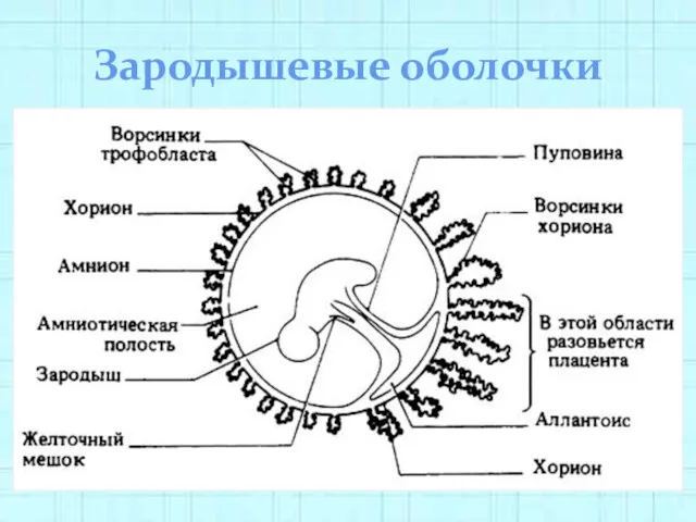 Зародышевые оболочки