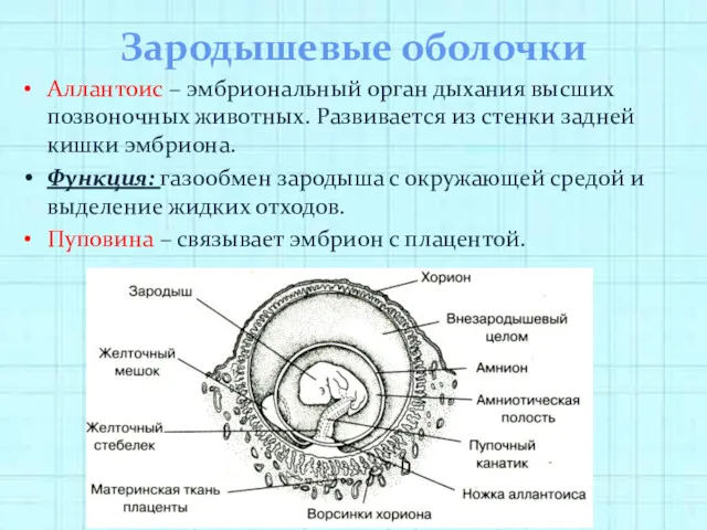 Зародышевые оболочки Аллантоис – эмбриональный орган дыхания высших позвоночных животных.