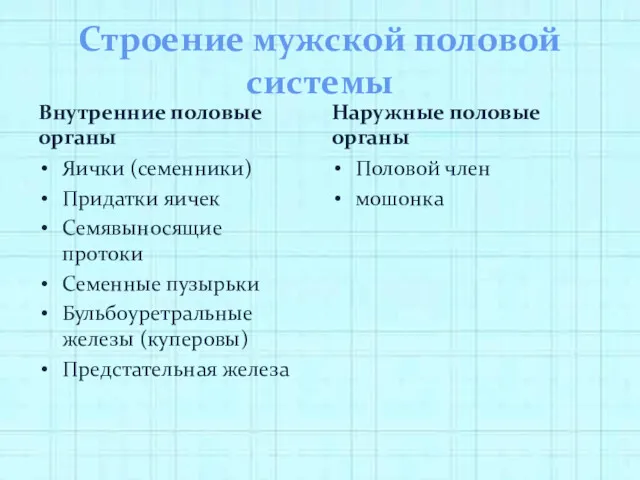 Строение мужской половой системы Внутренние половые органы Яички (семенники) Придатки