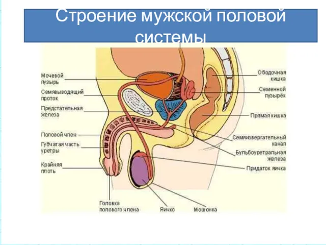 Строение мужской половой системы