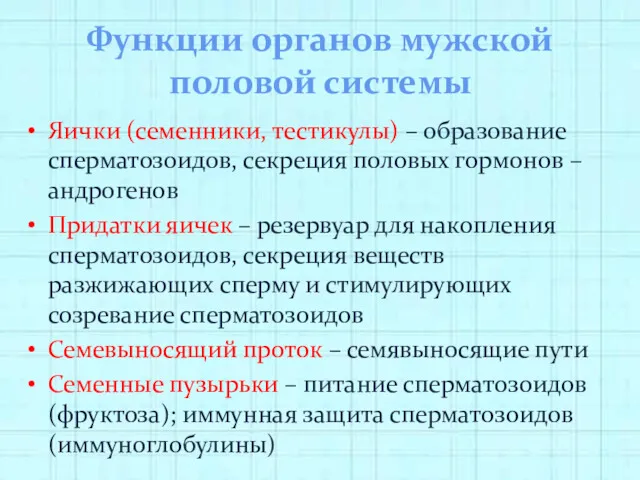 Функции органов мужской половой системы Яички (семенники, тестикулы) – образование