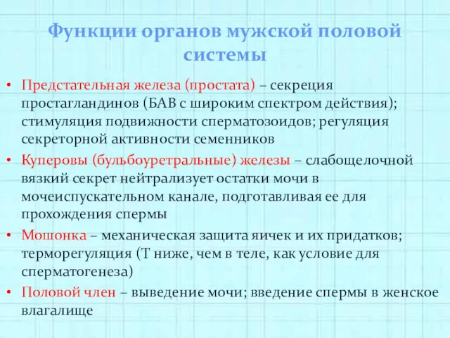 Функции органов мужской половой системы Предстательная железа (простата) – секреция