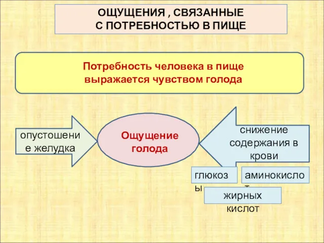 ОЩУЩЕНИЯ , СВЯЗАННЫЕ С ПОТРЕБНОСТЬЮ В ПИЩЕ Потребность человека в пище выражается чувством голода