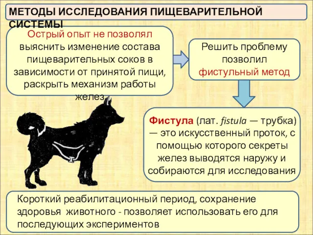 МЕТОДЫ ИССЛЕДОВАНИЯ ПИЩЕВАРИТЕЛЬНОЙ СИСТЕМЫ Фистула (лат. fistula — трубка) —