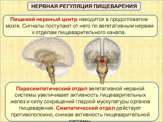 НЕРВНАЯ РЕГУЛЯЦИЯ ПИЩЕВАРЕНИЯ Пищевой нервный центр находится в продолговатом мозге.