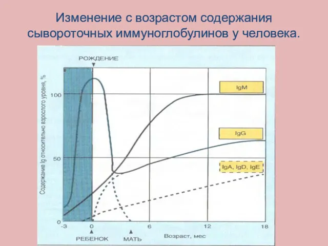 Изменение с возрастом содержания сывороточных иммуноглобулинов у человека.