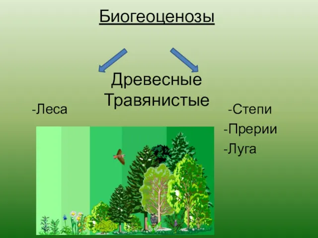 Биогеоценозы Древесные Травянистые -Леса -Степи -Прерии -Луга