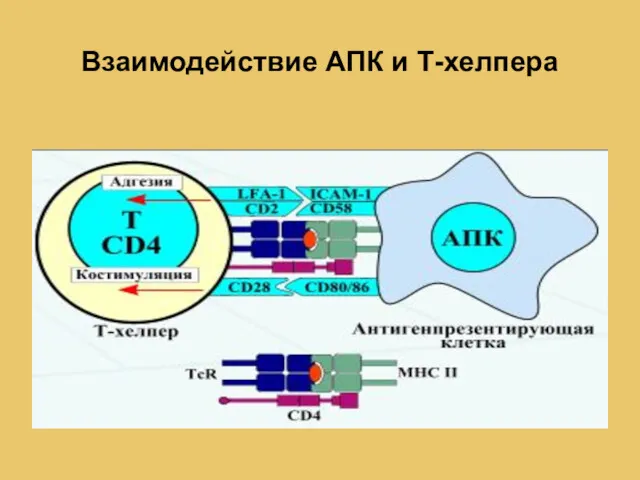 Взаимодействие АПК и Т-хелпера