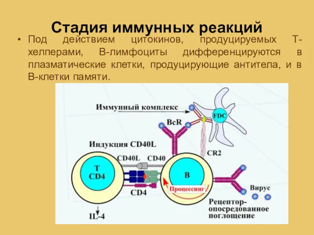 Стадия иммунных реакций Под действием цитокинов, продуцируемых Т-хелперами, В-лимфоциты дифференцируются