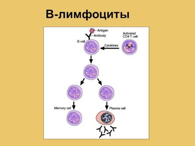 В-лимфоциты