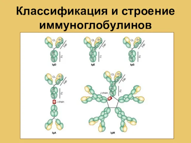 Классификация и строение иммуноглобулинов