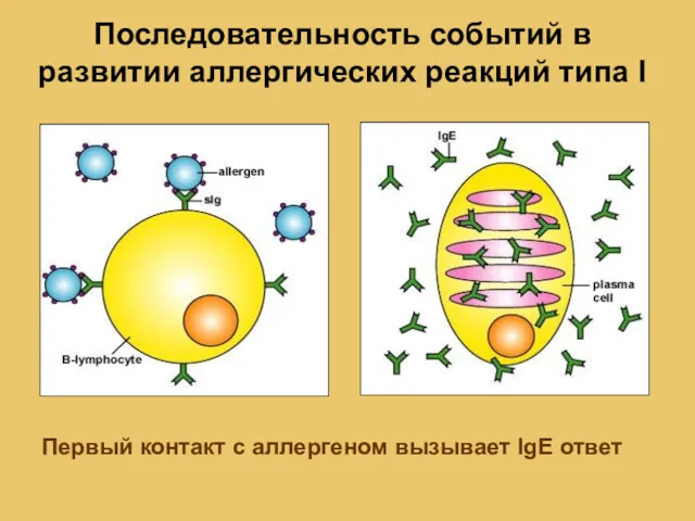 Последовательность событий в развитии аллергических реакций типа I Первый контакт с аллергеном вызывает IgE ответ