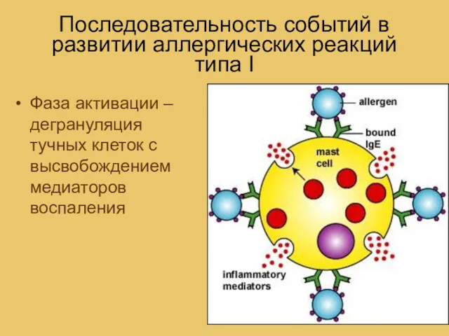 Последовательность событий в развитии аллергических реакций типа I Фаза активации – дегрануляция тучных