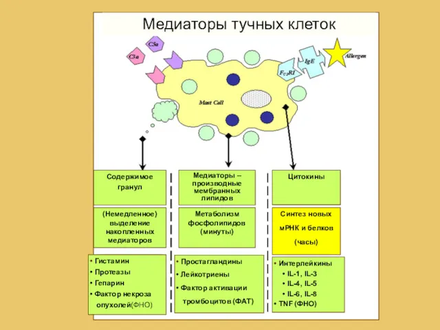 Медиаторы тучных клеток