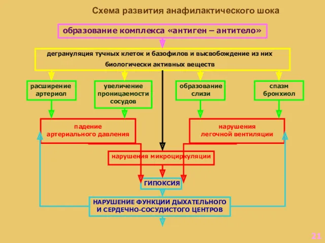 Схема развития анафилактического шока дегрануляция тучных клеток и базофилов и