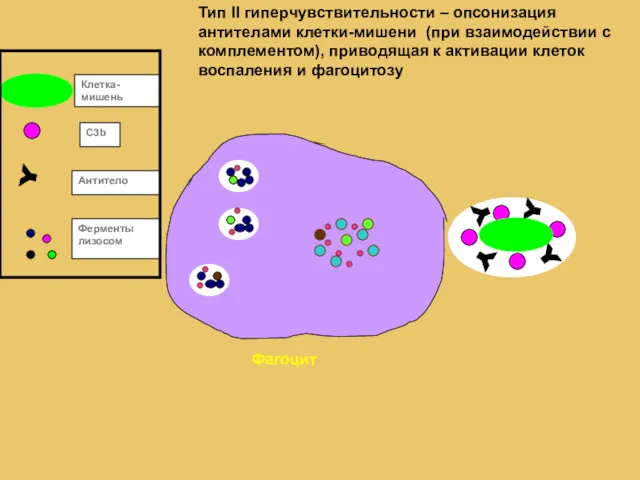 Y Y Y Y Y C3b Антитело Клетка-мишень Ферменты лизосом Фагоцит Тип II