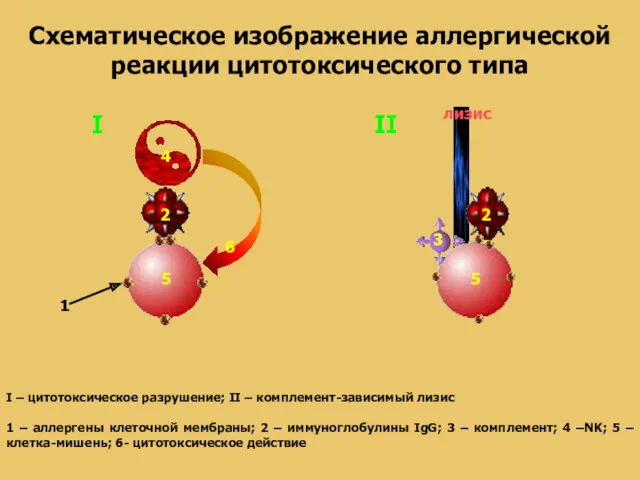 Схематическое изображение аллергической реакции цитотоксического типа I – цитотоксическое разрушение; II – комплемент-зависимый