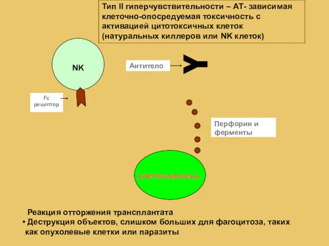 NK Перфорин и ферменты Fc рецептор Y Антитело Тип II гиперчувствительности – АТ-