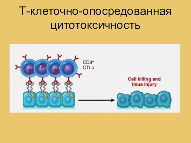 Т-клеточно-опосредованная цитотоксичность