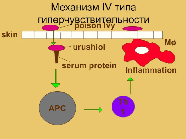 Механизм IV типа гиперчувствительности skin poison Ivy APC Th1 Inflammation urushiol serum protein Mo