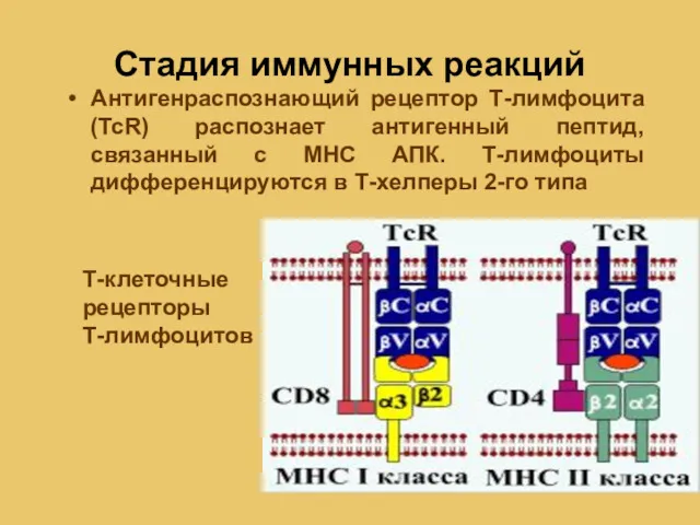 Стадия иммунных реакций Антигенраспознающий рецептор Т-лимфоцита (ТсR) распознает антигенный пептид, связанный с МНС