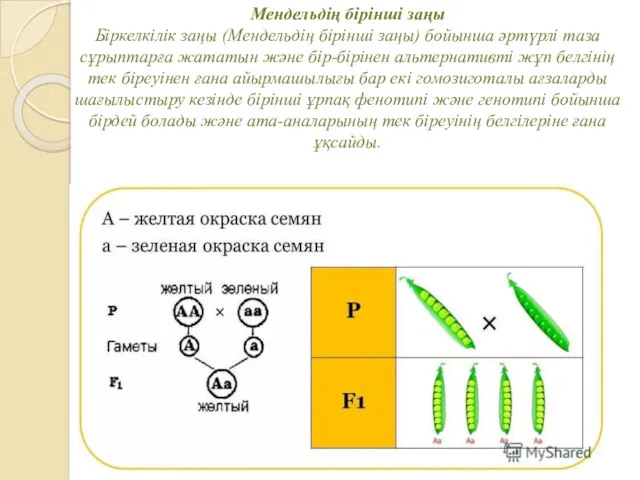 Мендельдің бірінші заңы Біркелкілік заңы (Мендельдің бірінші заңы) бойынша әртүрлі