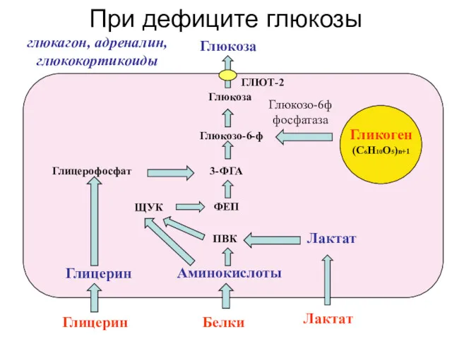 Глюкоза Глюкозо-6-ф ПВК Гликоген (С6Н10О5)n+1 Глюкозо-6ф фосфатаза При дефиците глюкозы