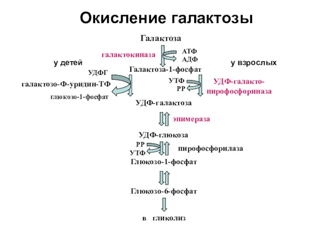 Окисление галактозы